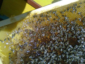 Imag0973.JPG