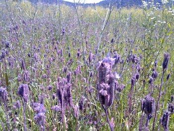 1196 (648 x 486).jpg