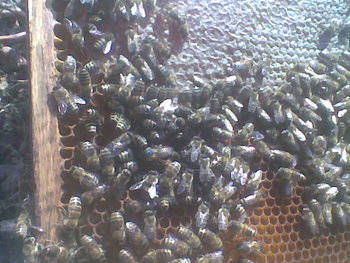 Oct-nov2011020.jpg