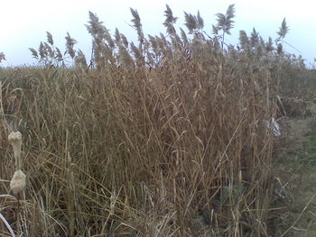 Foto_0874.jpg