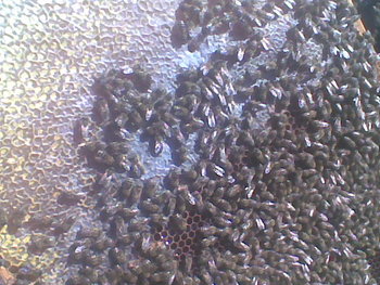 Oct-nov2011001.jpg
