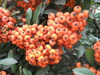 rsz_dscn2350.jpg