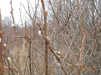 rsz_2dscn2434.jpg