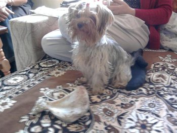 bubu si osul (Small).jpg