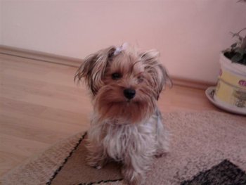bubu (Small).jpg