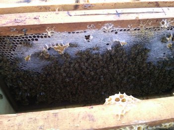 IMG00511-20120104-1510.jpg