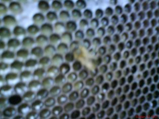 DSC03149.jpg