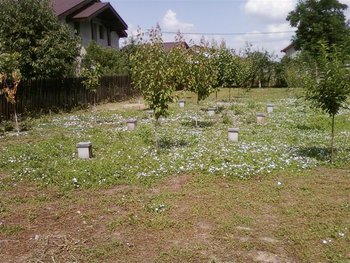 Fotografii-0025 (Medium).jpg