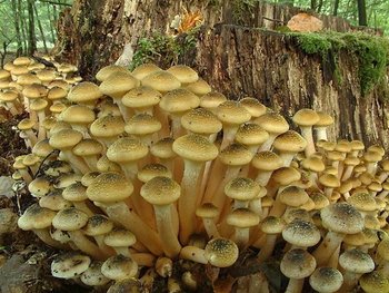 Armillaria%20mellea (Small).jpg