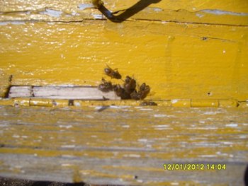 S7002828 (620x465).jpg
