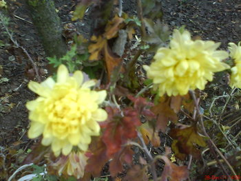 DSC03076.jpg