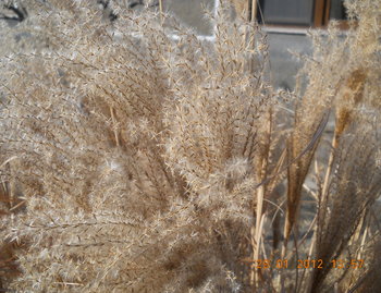 rsz_3dscn2546.jpg