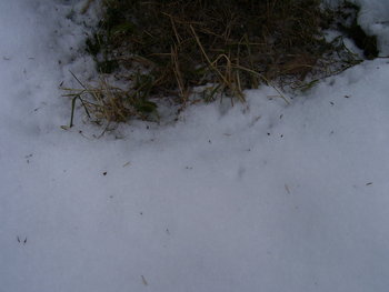 resturi de albine în jurul stupului.jpg