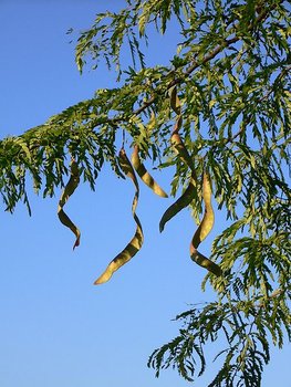 450px-Gleditsia_triacanthos_20050730_738.jpg