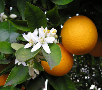 OrangeBloss_wb.jpg