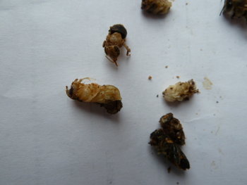 P1020250.JPG