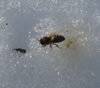 stupi febroarie 036 (Copy).jpg