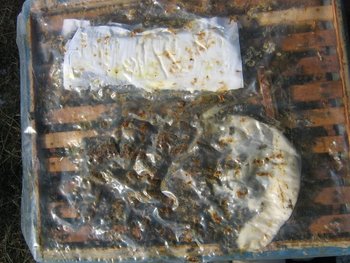 stupi febroarie 032 (Copy).jpg