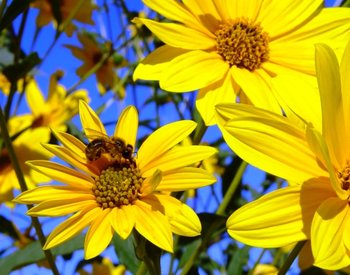 helianthus_tuberosus_jr.jpg
