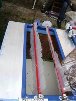 scuturator albine.jpg