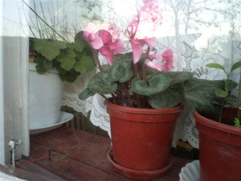 poze aparat 116 (Small).jpg
