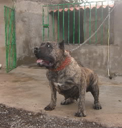 Presa canario.jpg