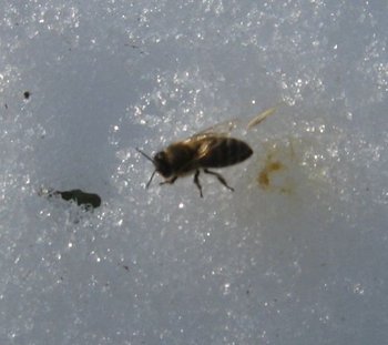 stupi febroarie 036.jpg