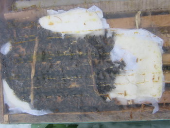 stupi 058.jpg